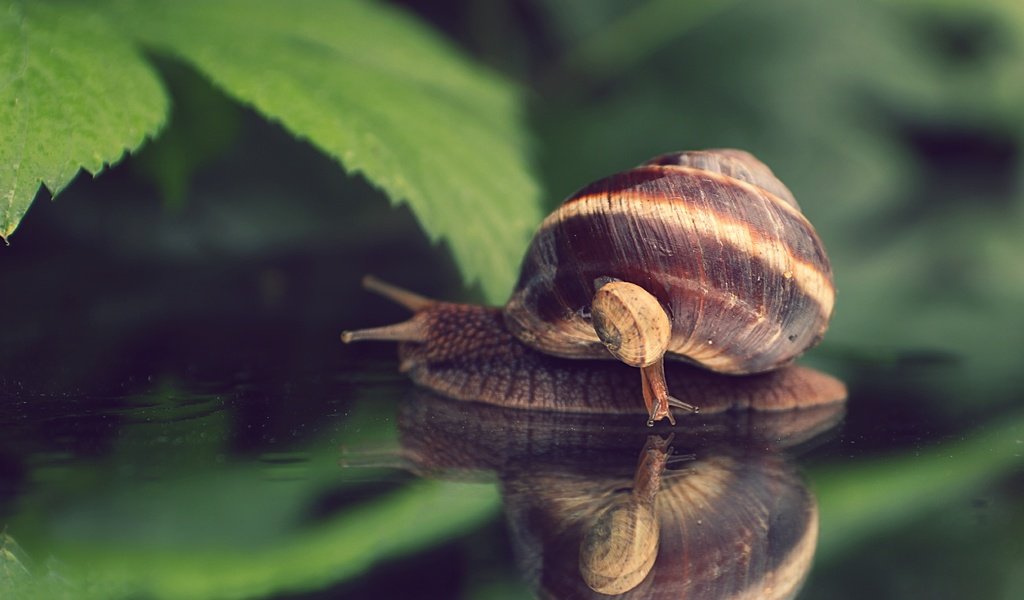 Обои природа, макро, улитка, nature, macro, snail разрешение 4890x3564 Загрузить