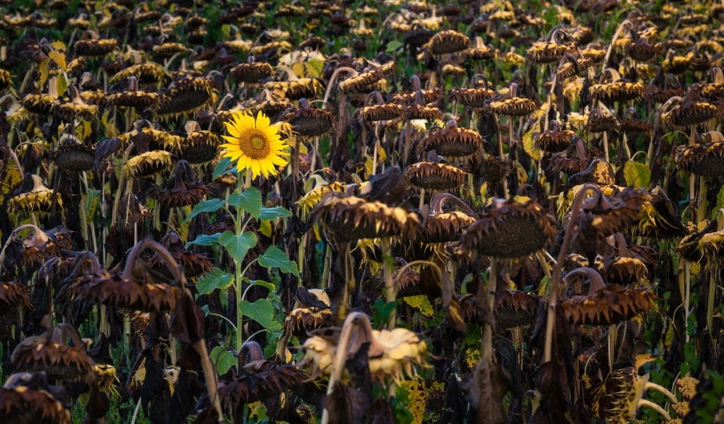 Обои природа, осень, подсолнухи, nature, autumn, sunflowers разрешение 3840x2160 Загрузить