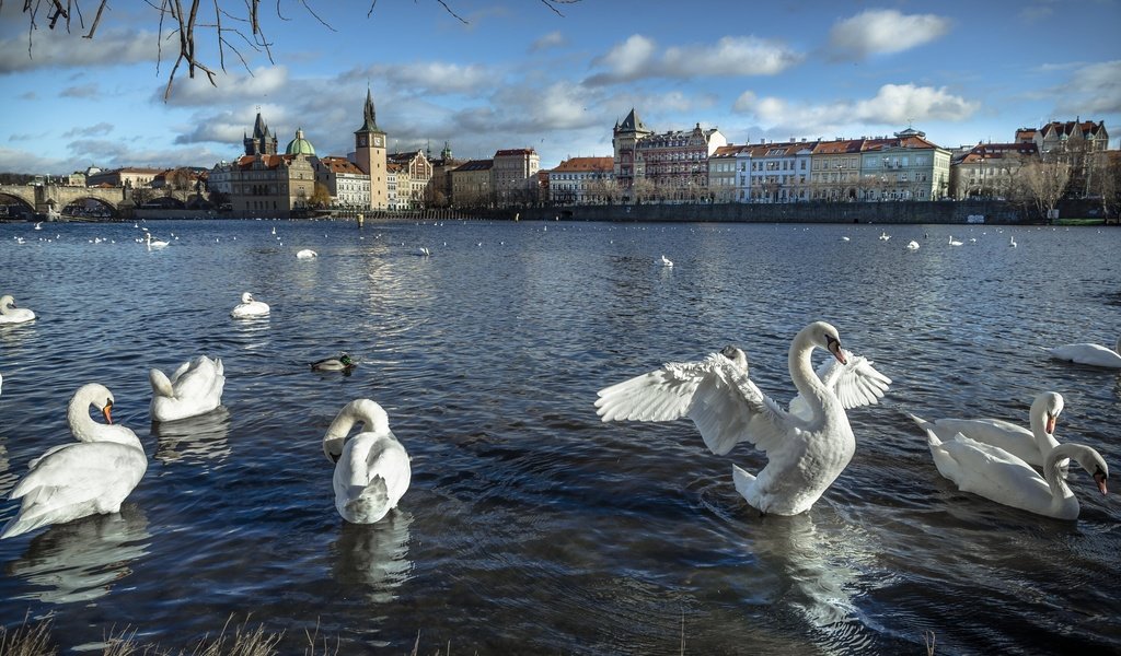 Обои река, город, дома, птицы, здания, прага, лебеди, чехия, river, the city, home, birds, building, prague, swans, czech republic разрешение 2938x1817 Загрузить