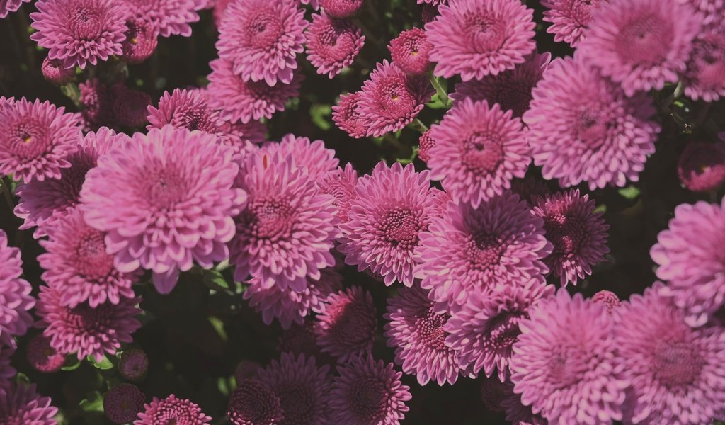 Обои цветы, лепестки, розовые, куст, много, хризантемы, flowers, petals, pink, bush, a lot, chrysanthemum разрешение 4903x3262 Загрузить