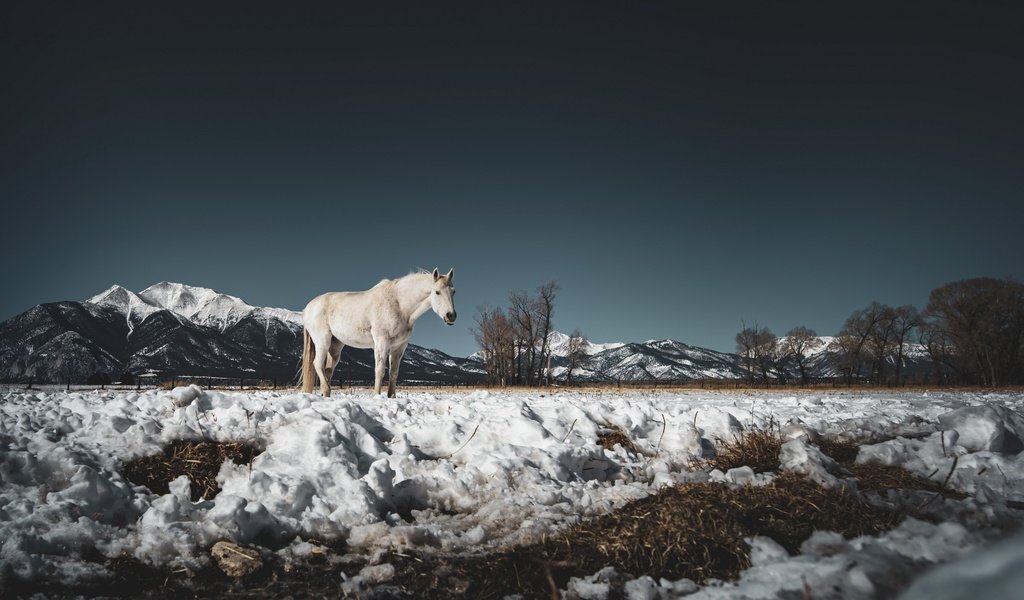 Обои снег, природа, конь, snow, nature, horse разрешение 3840x2160 Загрузить