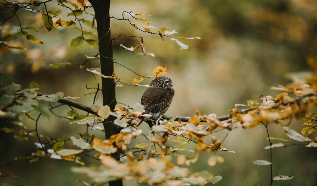 Обои сова, дерево, осень, owl, tree, autumn разрешение 3840x2160 Загрузить