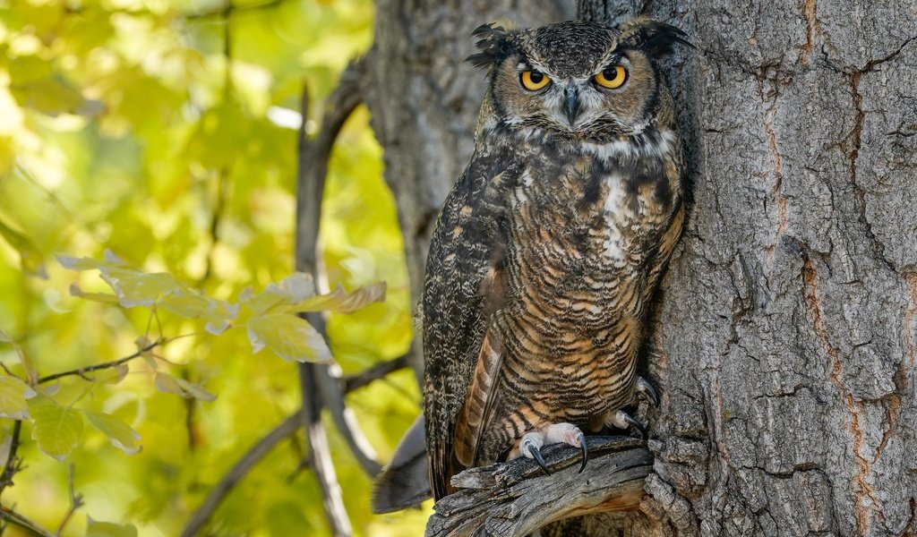 Обои сова, дерево, ветки, листва, осень, птица, филин, owl, tree, branches, foliage, autumn, bird разрешение 2048x1365 Загрузить