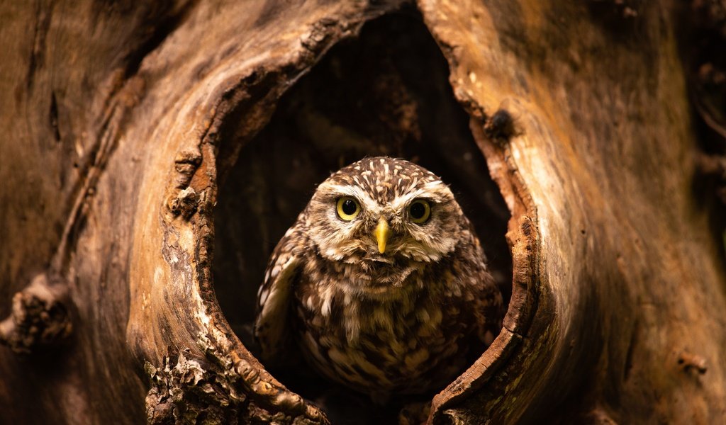 Обои сова, дерево, взгляд, птица, дупло, сыч, owl, tree, look, bird, the hollow разрешение 6016x4016 Загрузить