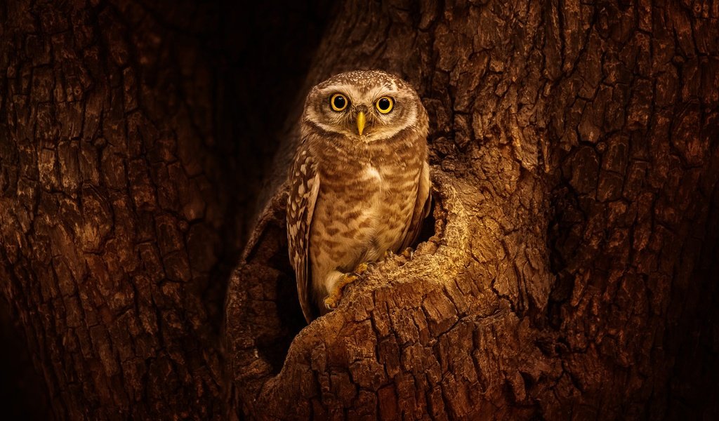 Обои сова, дерево, взгляд, птица, кора, дупло, сыч, owl, tree, look, bird, bark, the hollow разрешение 2000x1125 Загрузить