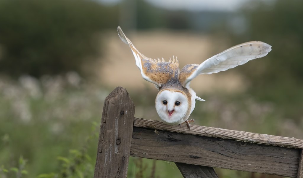 Обои сова, взгляд, забор, доски, птица, сипуха, взмах крыльев, owl, look, the fence, board, bird, the barn owl, flap разрешение 4950x3231 Загрузить