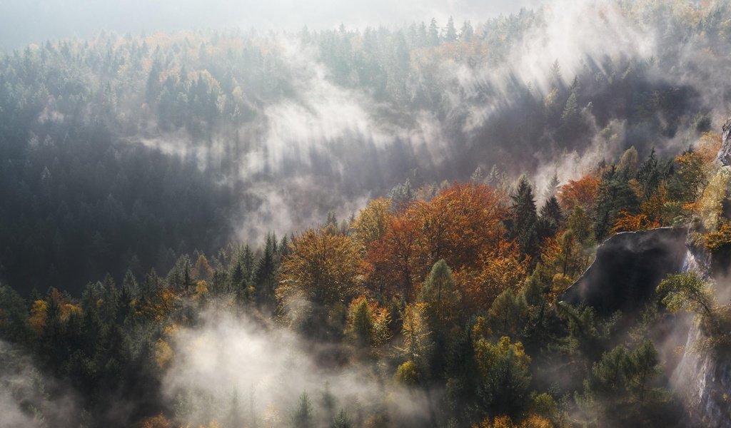Обои свет, деревья, природа, лес, туман, осень, light, trees, nature, forest, fog, autumn разрешение 3840x2160 Загрузить