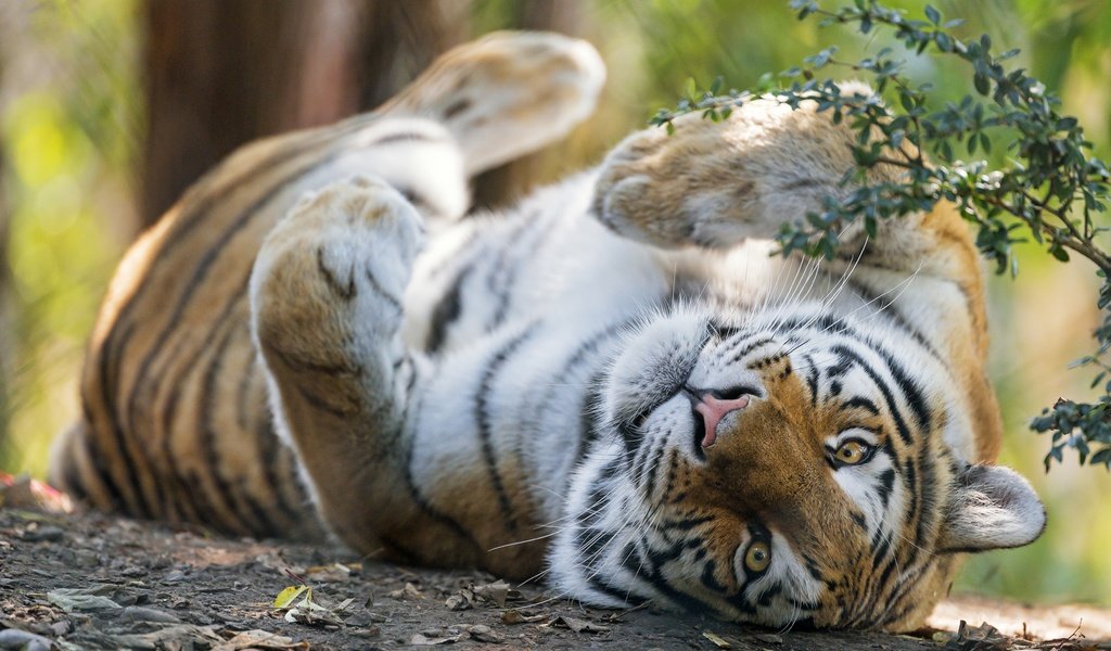 Обои тигр, боке, морда, поза, лапы, ветки, взгляд, лежит, отдых, tiger, bokeh, face, pose, paws, branches, look, lies, stay разрешение 5174x3449 Загрузить