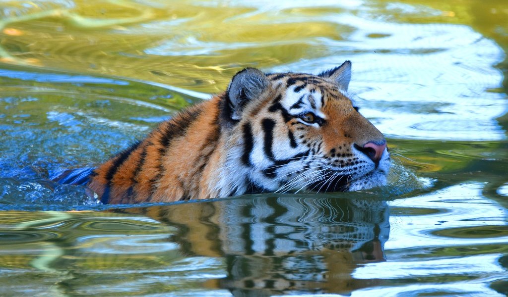 Обои тигр, морда, вода, взгляд, водоем, купание, плавание, tiger, face, water, look, pond, bathing, swimming разрешение 3840x2325 Загрузить