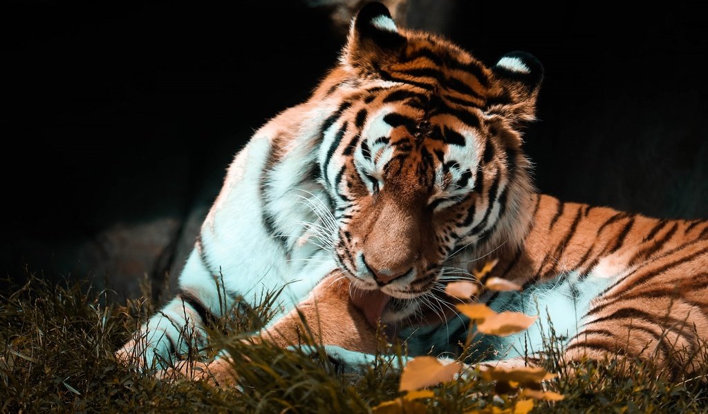 Обои тигр, поза, осень, темный фон, язык, tiger, pose, autumn, the dark background, language разрешение 2880x1839 Загрузить