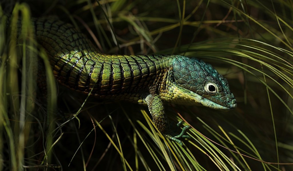 Обои трава, ящерица, темный фон, зеленая, рептилия, grass, lizard, the dark background, green, reptile разрешение 3840x2160 Загрузить