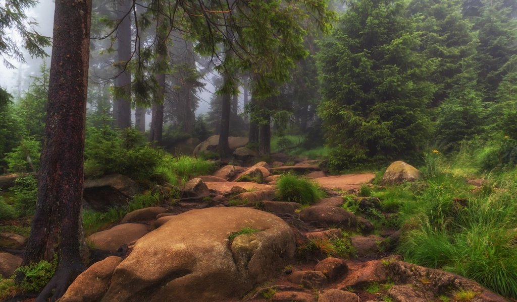 Обои трава, деревья, природа, камни, лес, туман, grass, trees, nature, stones, forest, fog разрешение 3000x1910 Загрузить