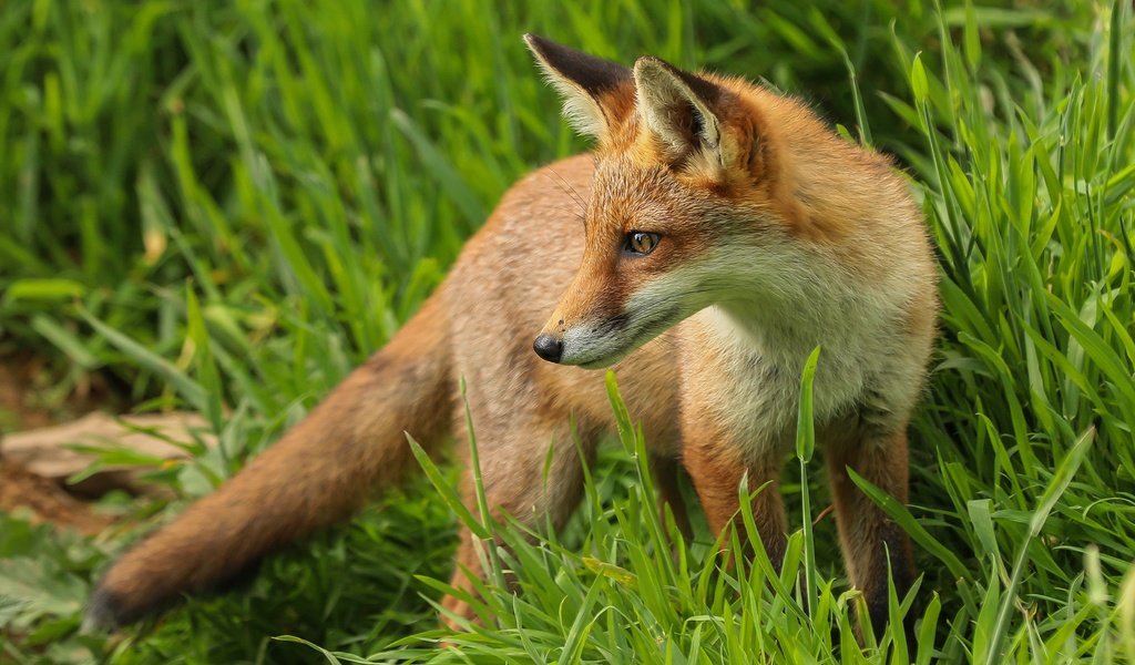 Обои трава, поза, взгляд, лиса, grass, pose, look, fox разрешение 3285x2181 Загрузить