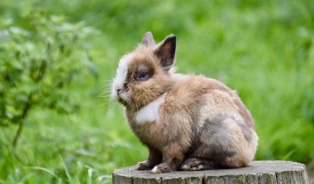 Обои трава, природа, кролик, пень, заяц, пятнистый, grass, nature, rabbit, stump, hare, spotted разрешение 2560x1706 Загрузить