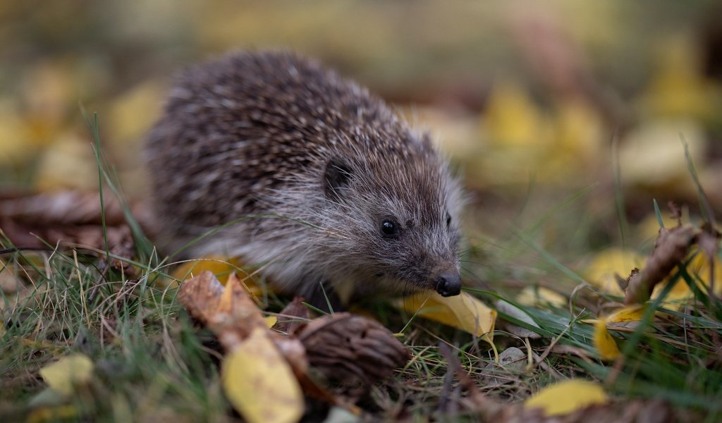 Обои трава, листья, осень, прогулка, ежик, еж, боке, grass, leaves, autumn, walk, hedgehog, bokeh разрешение 2048x1365 Загрузить