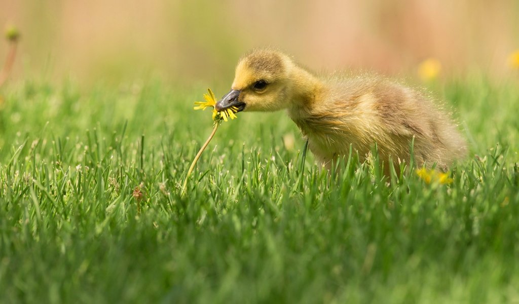 Обои трава, птенец, цветок, поляна, птица, одуванчик, утенок, гусенок, grass, chick, flower, glade, bird, dandelion, duck, gosling разрешение 4096x2751 Загрузить