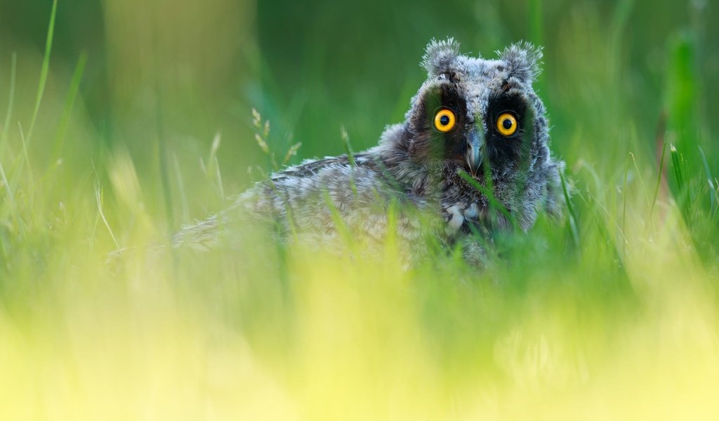 Обои трава, сова, портрет, взгляд, зеленый фон, боке, выглядывает, grass, owl, portrait, look, green background, bokeh, peeps разрешение 2000x1250 Загрузить