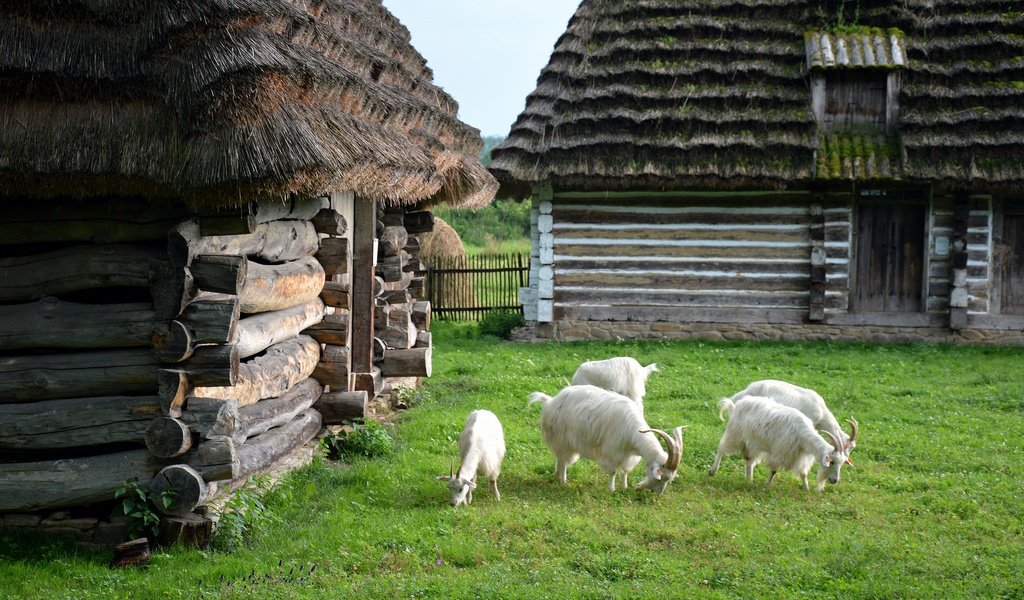 Обои зелень, лето, домики, коза, лужайка, крыши, козел, greens, summer, houses, goat, lawn, roof разрешение 2880x1915 Загрузить