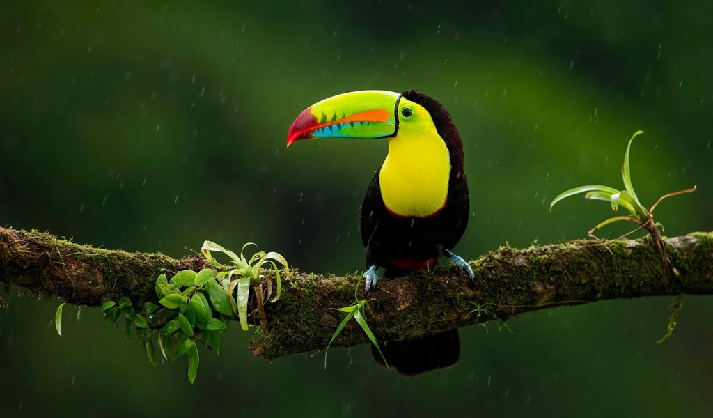 Обои ветка, птица, тукан, темный фон, дождь, branch, bird, toucan, the dark background, rain разрешение 6301x4480 Загрузить