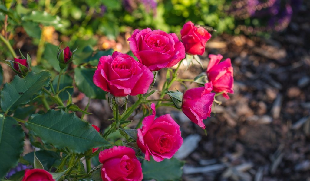 Обои ветка, розы, сад, розовые, яркие, боке, branch, roses, garden, pink, bright, bokeh разрешение 6000x4000 Загрузить