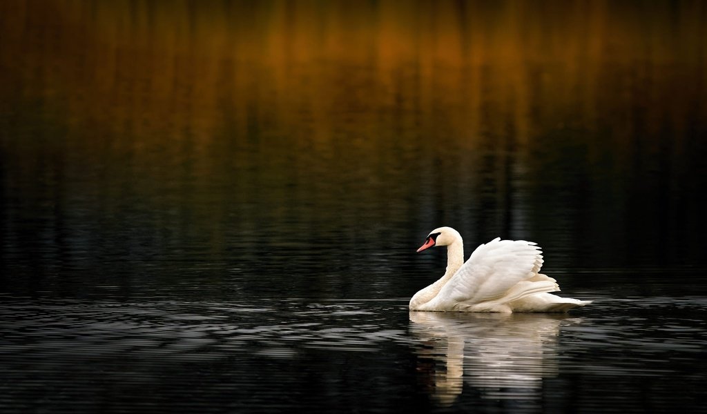 Обои вода, водоем, птица, темный фон, плавание, лебедь, боке, water, pond, bird, the dark background, swimming, swan, bokeh разрешение 2000x1339 Загрузить