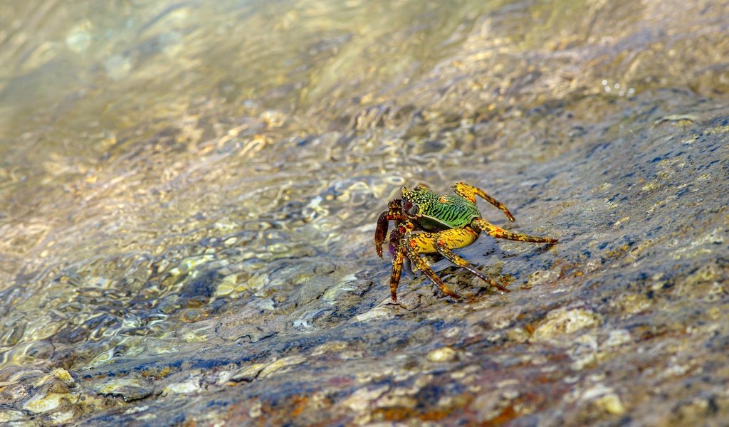 Обои вода, берег, галька, водоем, течение, краб, water, shore, pebbles, pond, for, crab разрешение 4000x2667 Загрузить