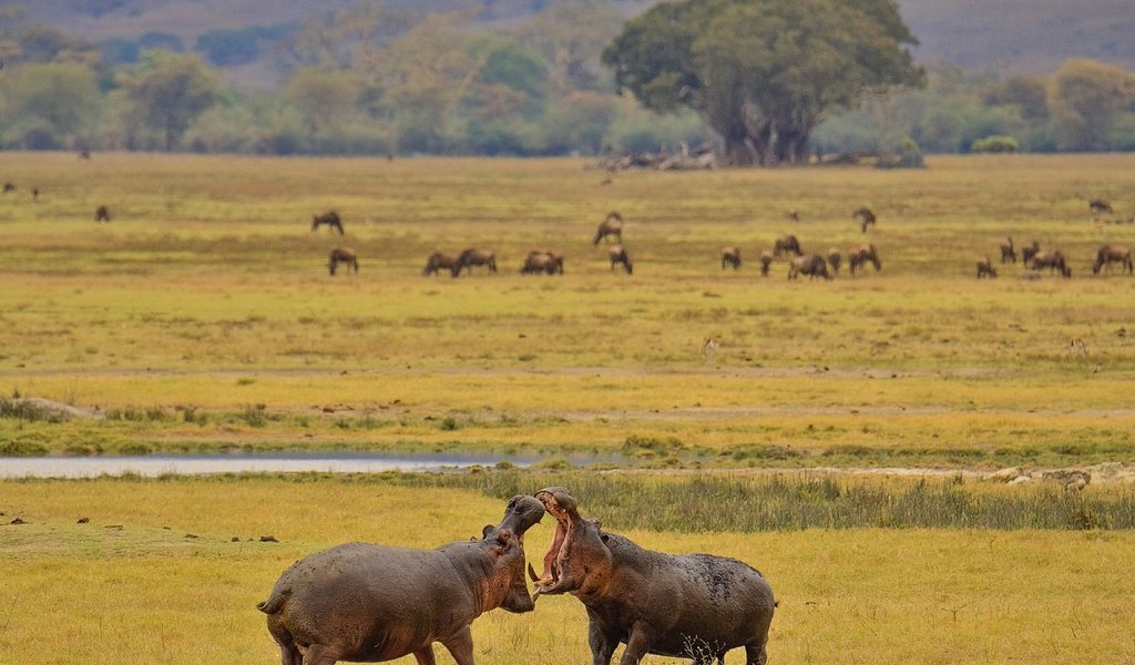 Обои африка, бегемот, турнир, гиппопотам, africa, hippo, tournament разрешение 3072x2048 Загрузить