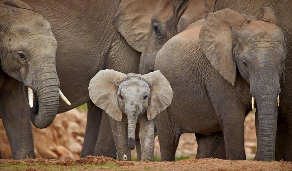 Обои африка, юар, слоны, стадо, слоненок, africa, south africa, elephants, the herd, elephant разрешение 5093x2865 Загрузить