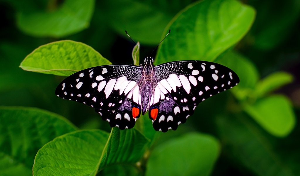 Обои бабочка, зеленые листья, butterfly, green leaves разрешение 2560x1707 Загрузить