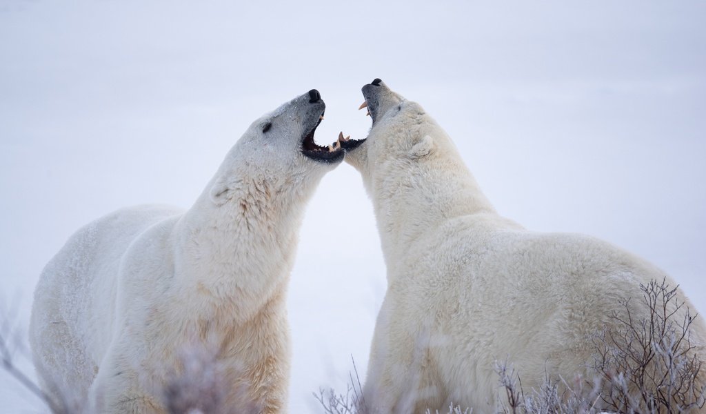 Обои белые медведи, полярные медведи, два медведя, polar bears, two bears разрешение 2048x1367 Загрузить