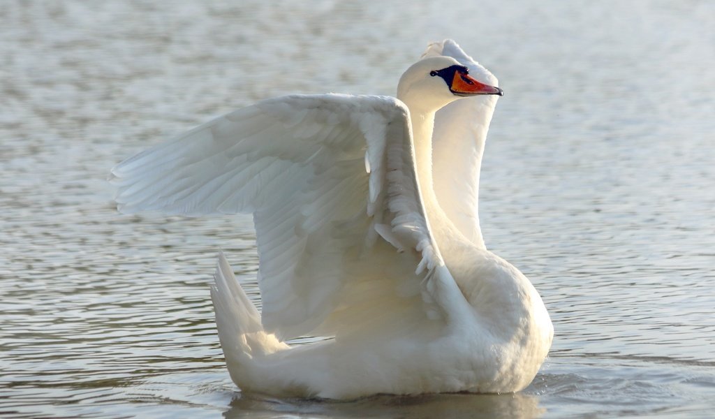 Обои белый, водоем, птица, лебедь, white, pond, bird, swan разрешение 3840x2560 Загрузить