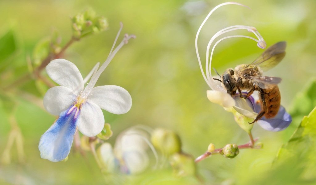 Обои цветы, природа, макро, насекомое, пчела, fuyi chen, flowers, nature, macro, insect, bee разрешение 2000x1125 Загрузить