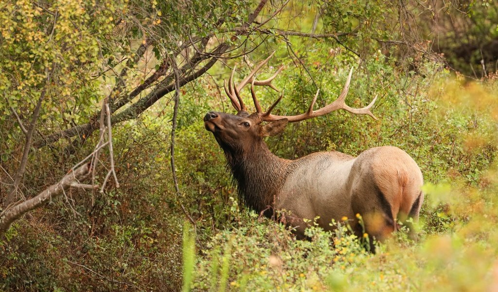 Обои деревья, лес, олень, ветки, кусты, листва, заросли, trees, forest, deer, branches, the bushes, foliage, thickets разрешение 5958x3900 Загрузить