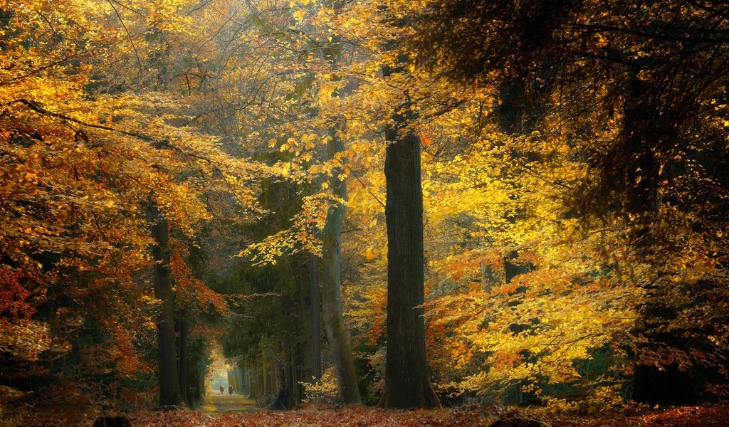 Обои деревья, лес, осень, нидерланды, trees, forest, autumn, netherlands разрешение 2048x1365 Загрузить