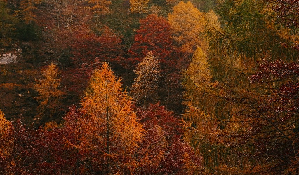 Обои деревья, лес, осень, заросли, trees, forest, autumn, thickets разрешение 3840x2160 Загрузить