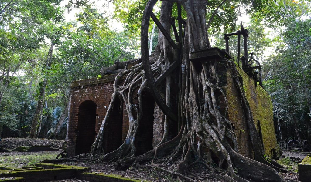 Обои деревья, руины, архитектура, корни, камбоджа, trees, ruins, architecture, roots, cambodia разрешение 4928x3264 Загрузить