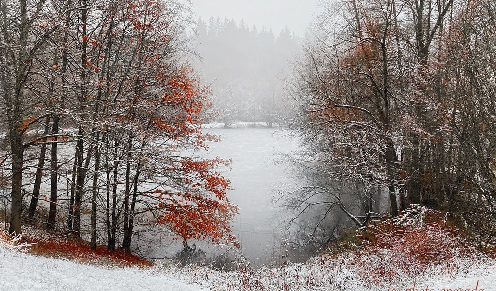 Обои деревья, снег, лес, зима, туман, пруд, trees, snow, forest, winter, fog, pond разрешение 2048x1365 Загрузить