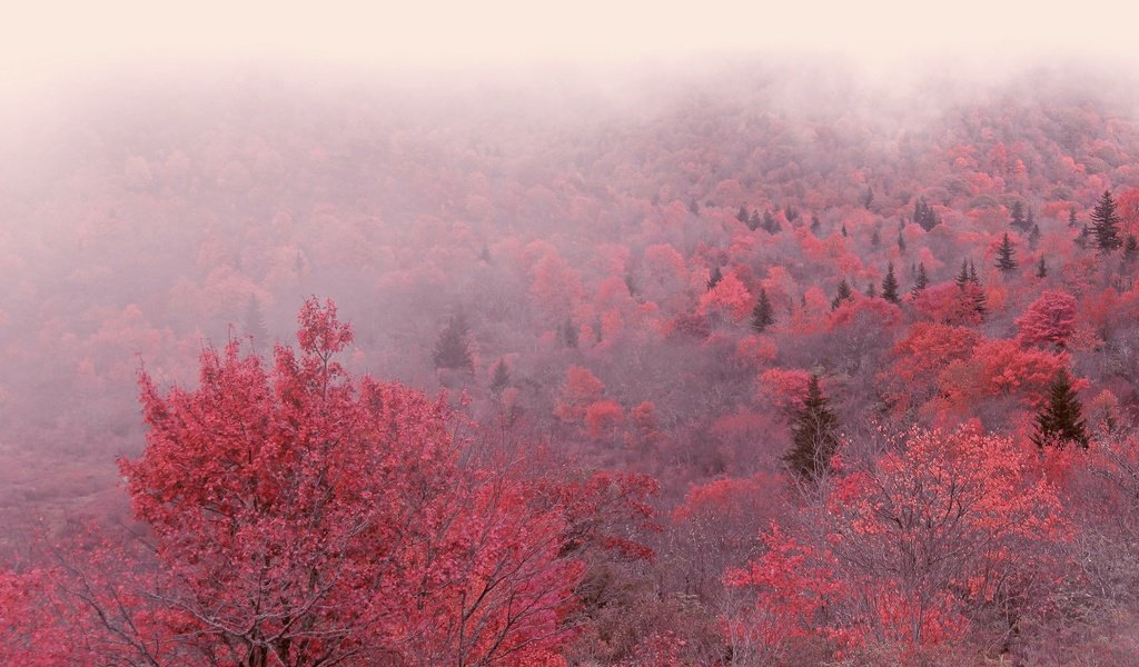 Обои деревья, утро, туман, осень, trees, morning, fog, autumn разрешение 3840x2160 Загрузить