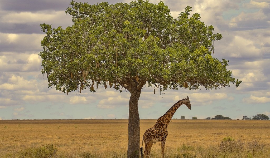 Обои дерево, африка, жираф, tree, africa, giraffe разрешение 3072x2048 Загрузить