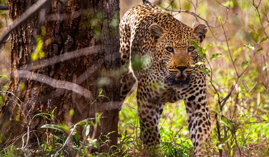 Обои дерево, листья, леопард, боке, tree, leaves, leopard, bokeh разрешение 2560x1707 Загрузить