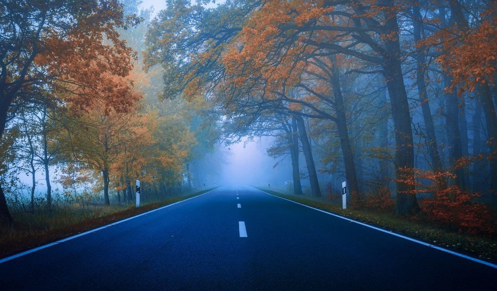 Обои дорога, деревья, лес, туман, осень, шоссе, road, trees, forest, fog, autumn, highway разрешение 5948x3759 Загрузить