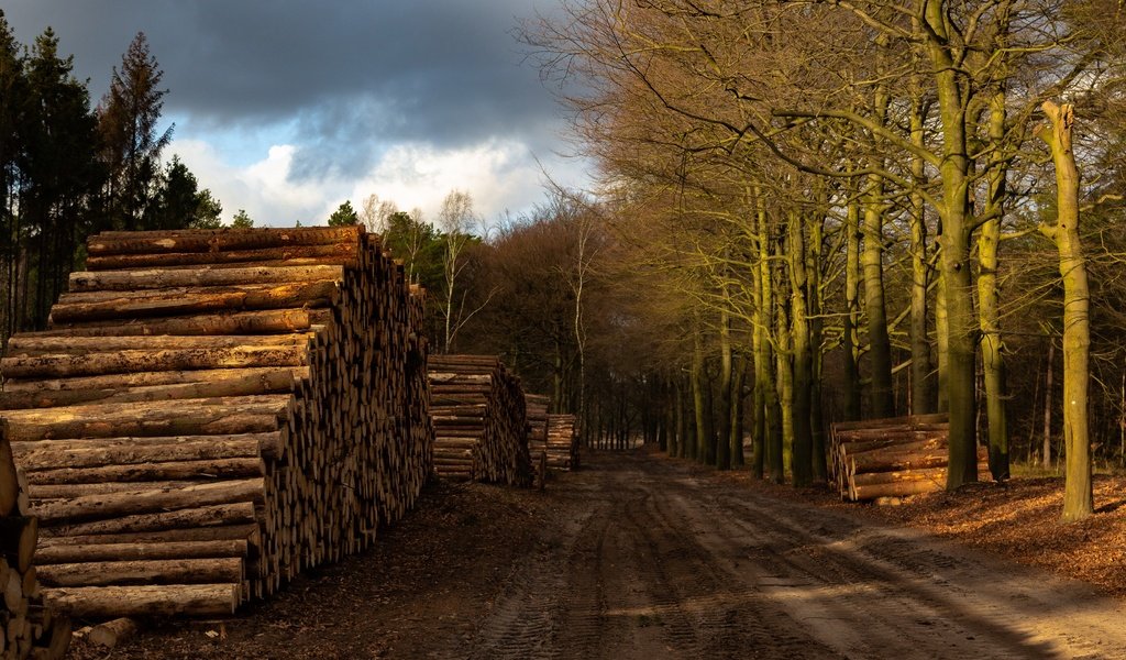 Обои дорога, лес, дрова, road, forest, wood разрешение 3840x2160 Загрузить