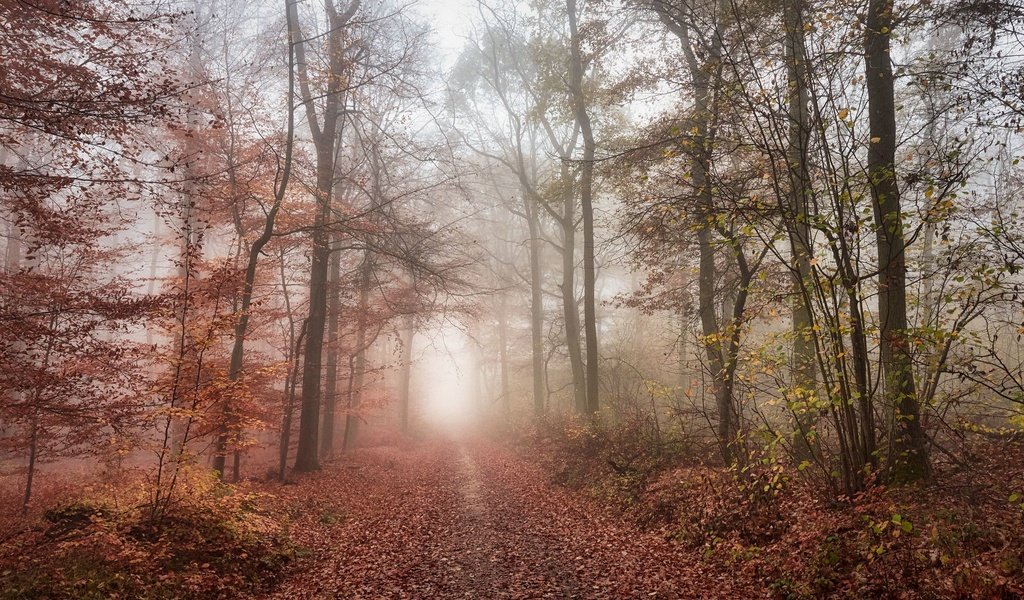 Обои дорога, лес, road, forest разрешение 2048x1365 Загрузить