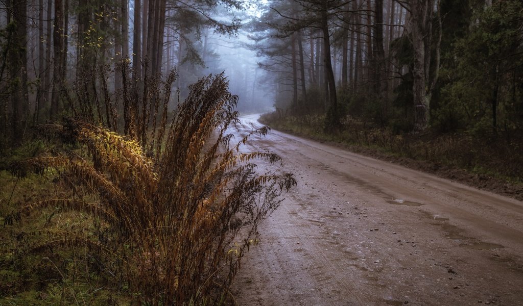 Обои дорога, осень, road, autumn разрешение 3840x2160 Загрузить