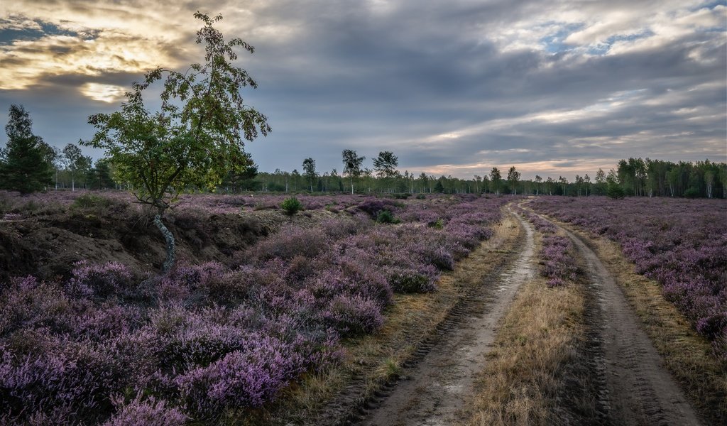 Обои дорога, природа, поле, road, nature, field разрешение 6002x4003 Загрузить