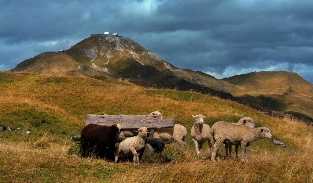 Обои холмы, пастбище, овцы, ягнята, hills, pasture, sheep, lambs разрешение 1920x1177 Загрузить