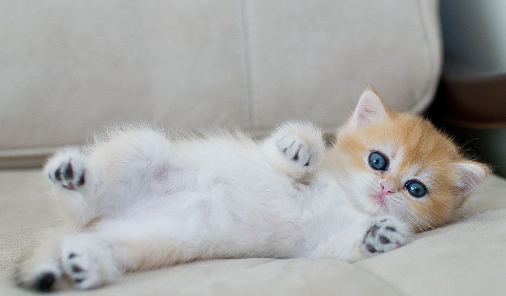 Обои кошка, взгляд, котенок, лежит, малыш, голубые глаза, диван, лапки, cat, look, kitty, lies, baby, blue eyes, sofa, legs разрешение 3081x2062 Загрузить
