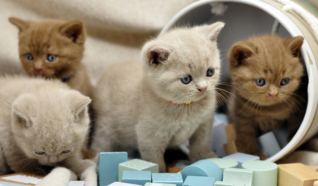 Обои котенок, кубики, кошки, малыши, котята, коробка, британские, милые, kitty, cubes, cats, kids, kittens, box, british, cute разрешение 2560x1700 Загрузить