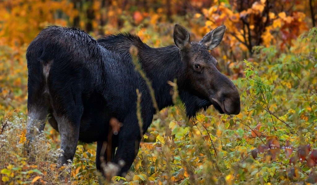 Обои лес, взгляд, осень, лось, forest, look, autumn, moose разрешение 3000x2000 Загрузить