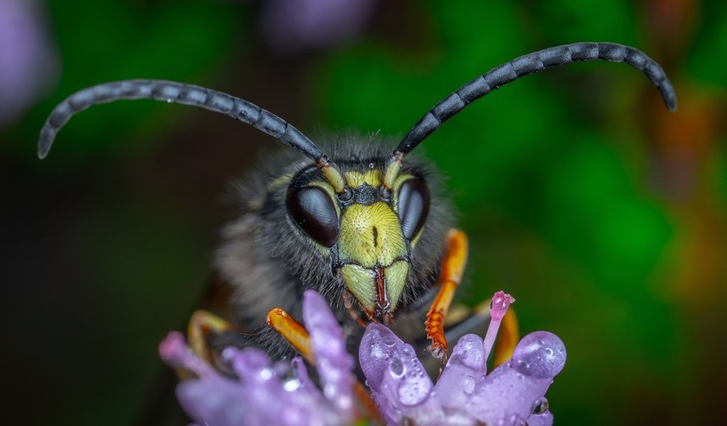 Обои макро, цветок, капли, взгляд, темный фон, усики, пчела, шершень, macro, flower, drops, look, the dark background, antennae, bee, hornet разрешение 4361x2639 Загрузить